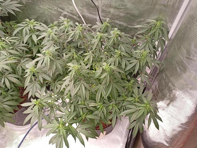 Special Kush #1. Week 14