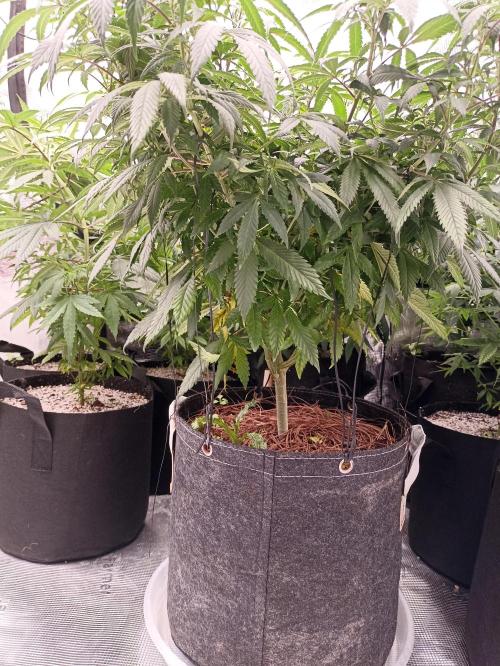 Special Kush #1. Week 14