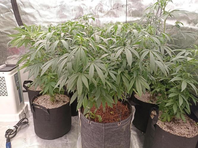 Special Kush #1. Week 14