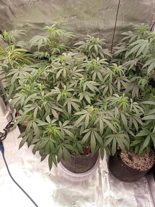 Special Kush #1. Week 14