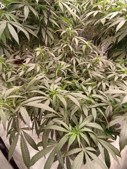 Cookies Gelato Feminized 🍪 🍦. Week 14