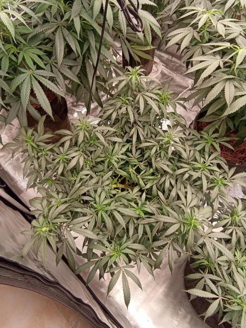 Cookies Gelato Feminized 🍪 🍦. Week 14