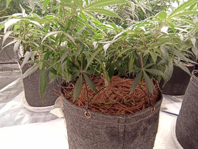 Cookies Gelato Feminized 🍪 🍦. Week 14
