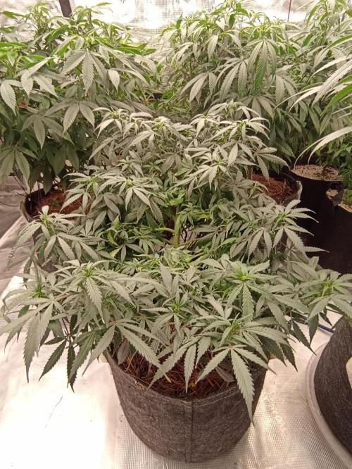 Cookies Gelato Feminized 🍪 🍦. Week 14
