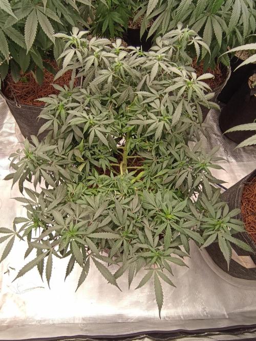 Cookies Gelato Feminized 🍪 🍦. Week 14