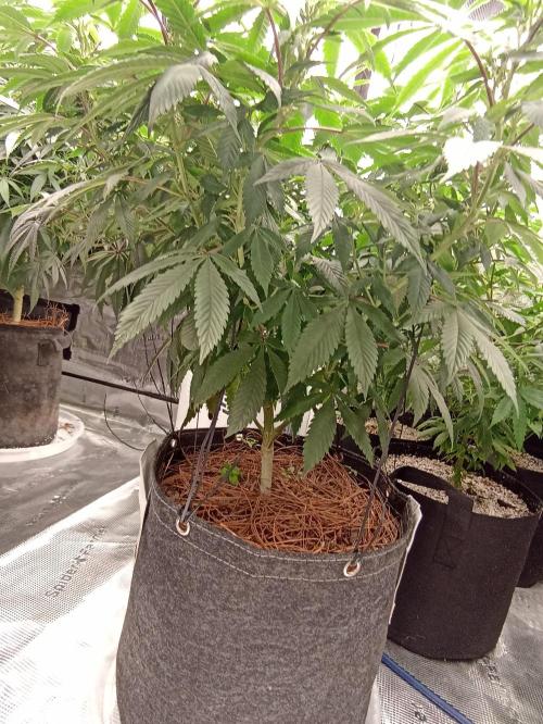 Special Kush #1. Week 14