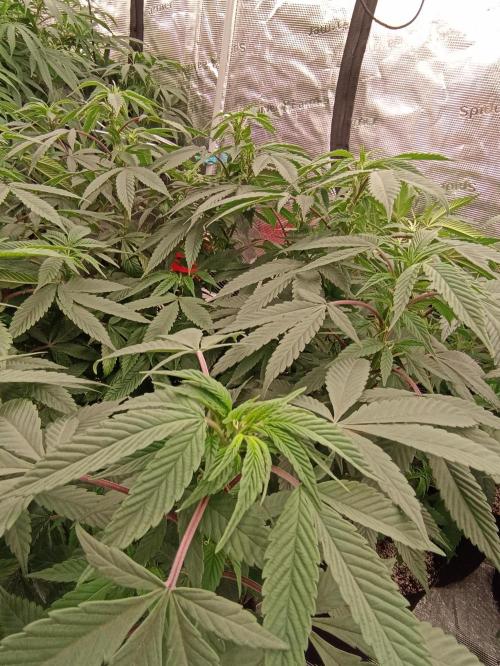 Special Kush #1. Week 14