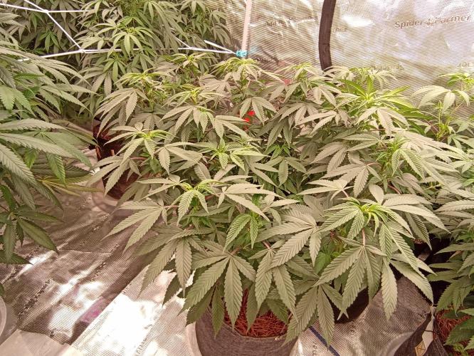 Special Kush #1. Week 14