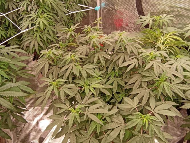 Special Kush #1. Week 14