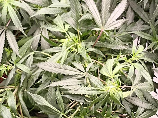 Cookies Gelato Feminized 🍪 🍦. Week 15