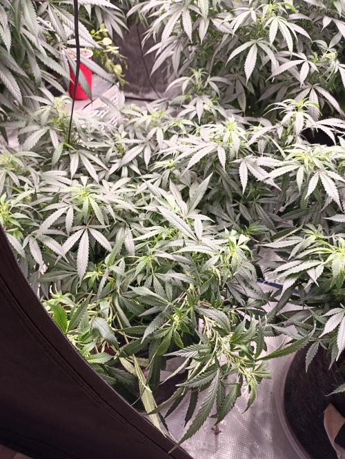 Cookies Gelato Feminized 🍪 🍦. Week 15