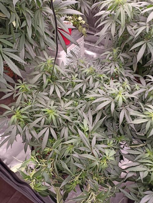 Cookies Gelato Feminized 🍪 🍦. Week 15