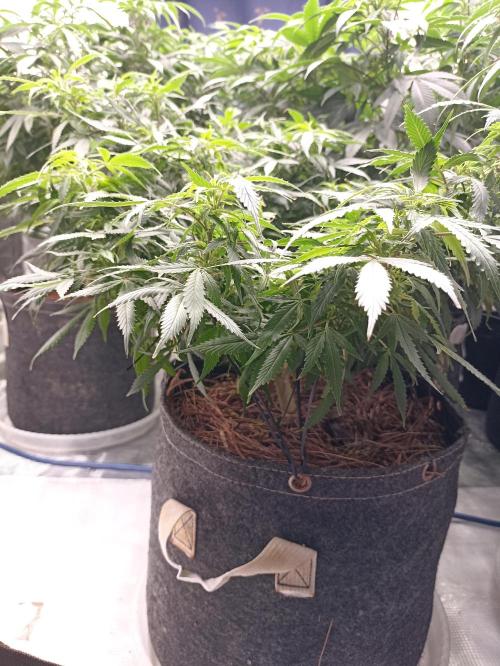 Cookies Gelato Feminized 🍪 🍦. Week 15
