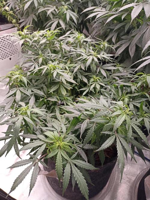 Cookies Gelato Feminized 🍪 🍦. Week 15