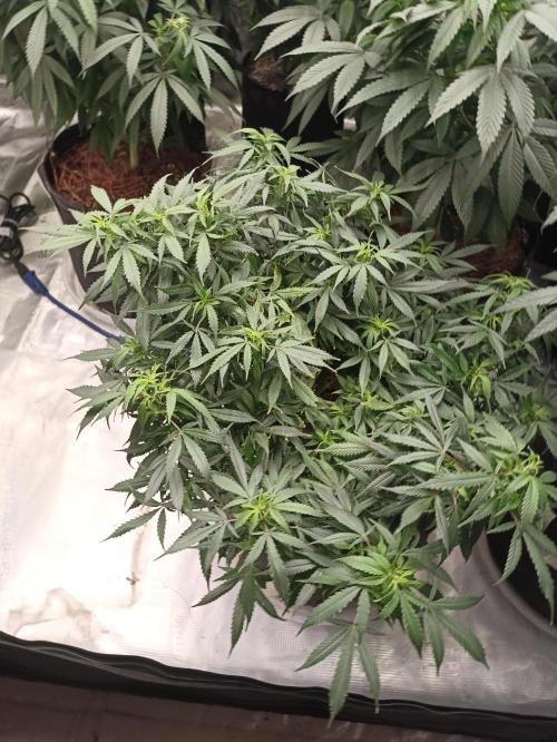 Cookies Gelato Feminized 🍪 🍦. Week 15