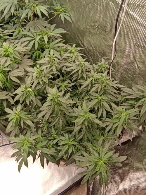 Cookies Gelato Feminized 🍪 🍦. Week 15