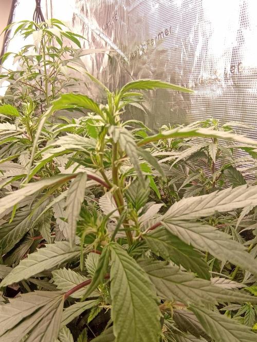 Special Kush #1. Week 15