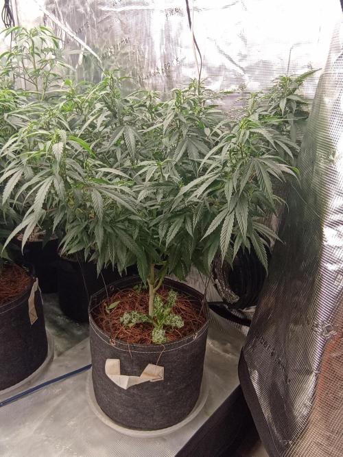 Special Kush #1. Week 15