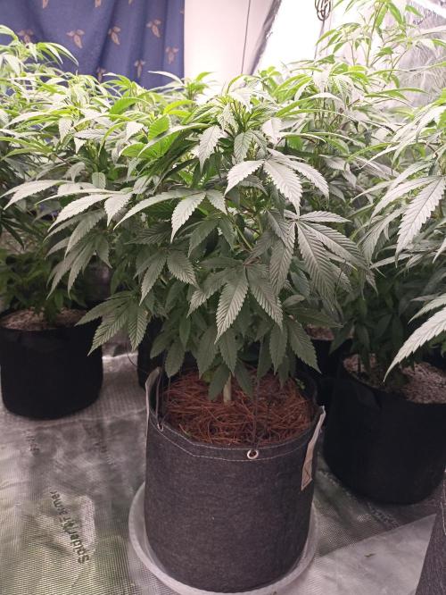 Special Kush #1. Week 15