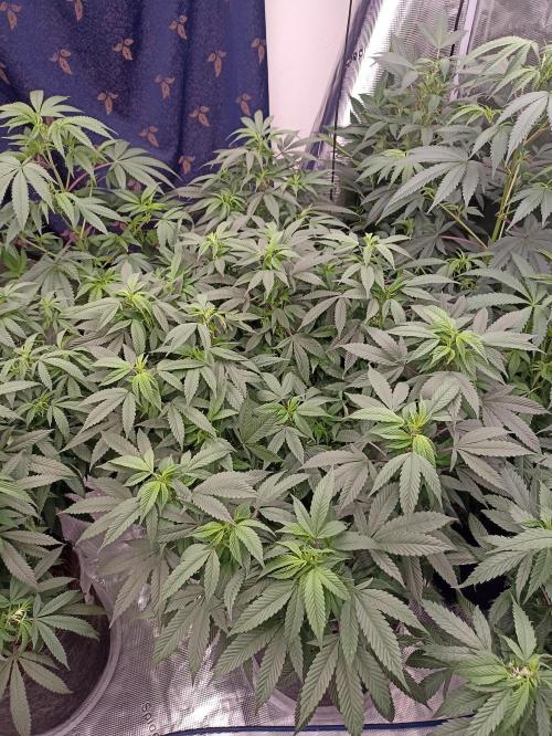 Special Kush #1. Week 15
