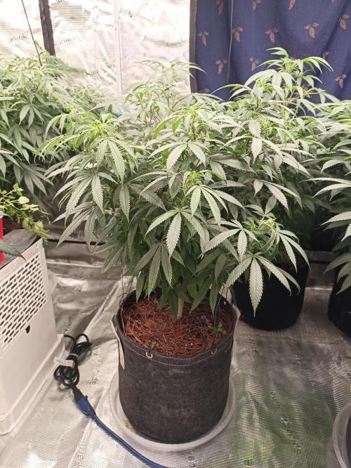 Special Kush #1. Week 15