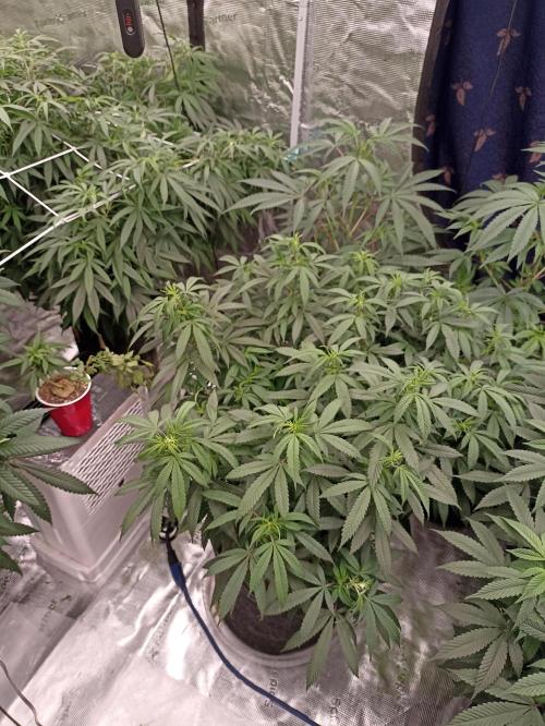 Special Kush #1. Week 15