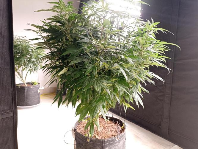 Special Kush #1. Week 16