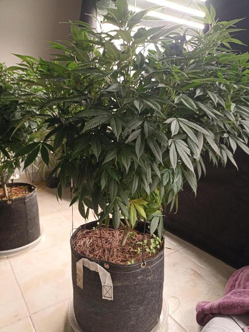 Special Kush #1. Week 16