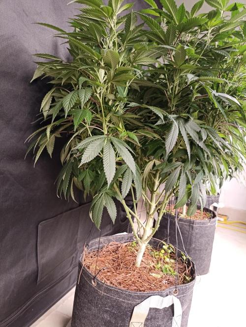 Special Kush #1. Week 16