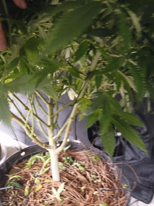 Special Kush #1. Week 16