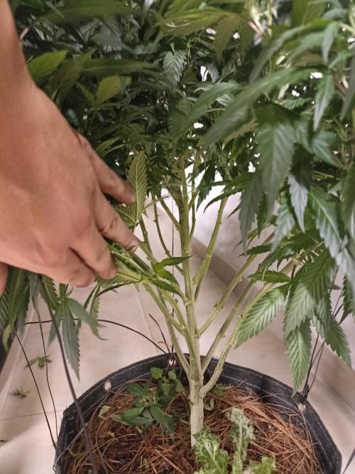 Special Kush #1. Week 16