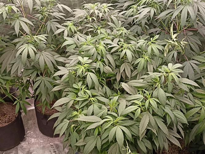 Special Kush #1. Week 16