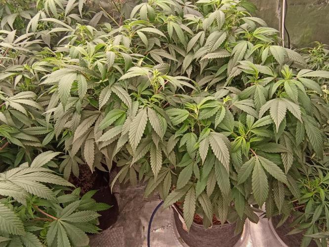Special Kush #1. Week 16