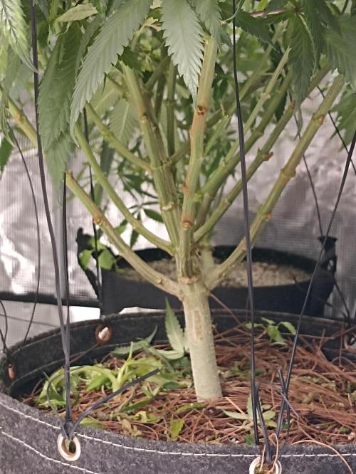 Special Kush #1. Week 16