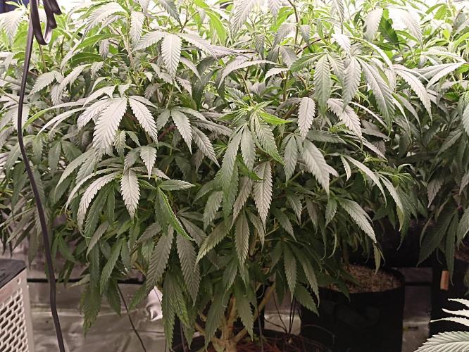 Special Kush #1. Week 16