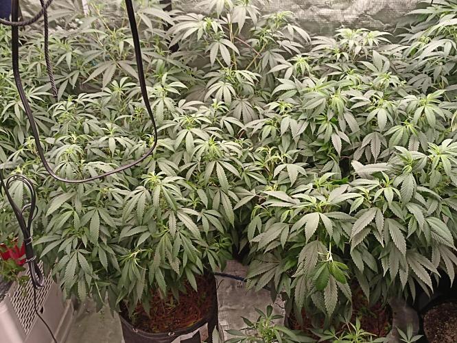 Special Kush #1. Week 16