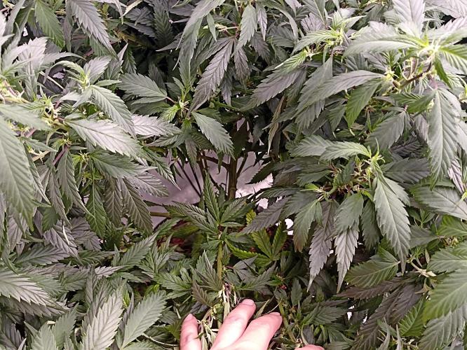 Special Kush #1. Week 16