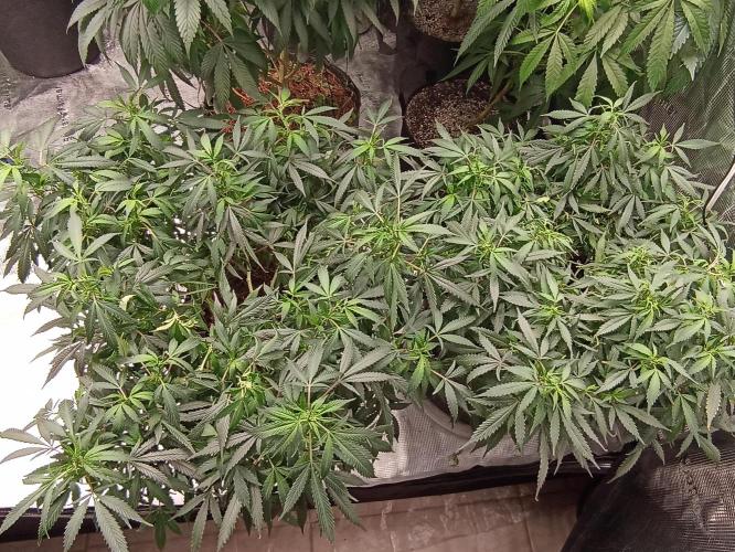Cookies Gelato Feminized 🍪 🍦. Week 16