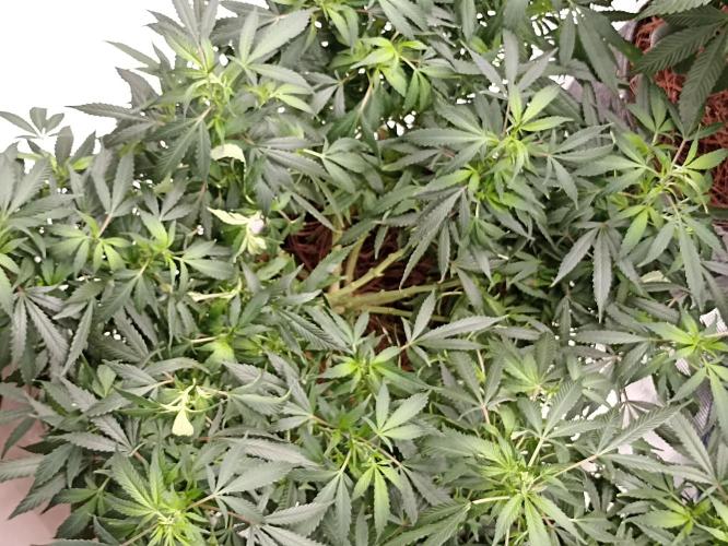 Cookies Gelato Feminized 🍪 🍦. Week 16