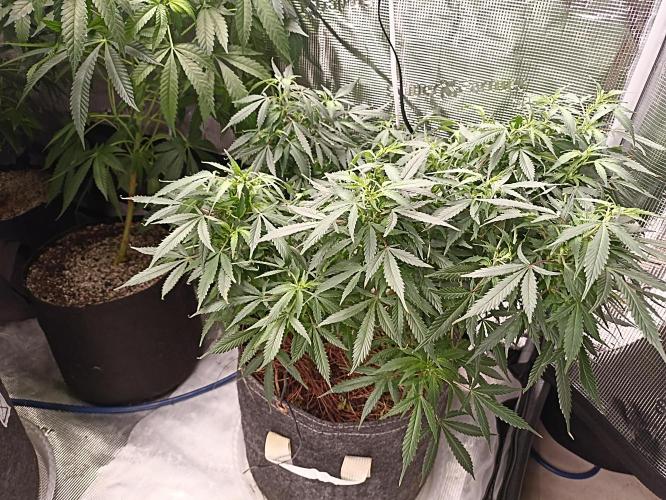 Cookies Gelato Feminized 🍪 🍦. Week 16