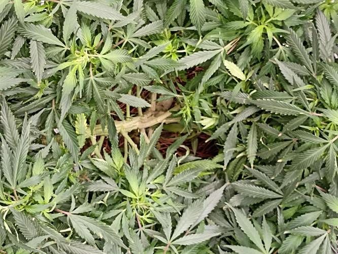 Cookies Gelato Feminized 🍪 🍦. Week 16