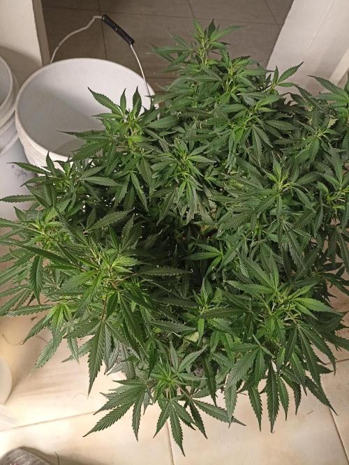 Cookies Gelato Feminized 🍪 🍦. Week 16