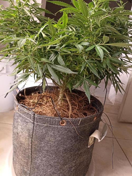 Cookies Gelato Feminized 🍪 🍦. Week 16