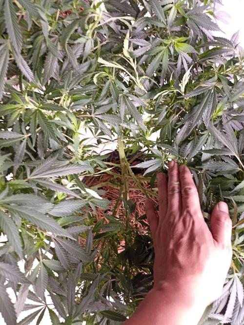 Cookies Gelato Feminized 🍪 🍦. Week 16