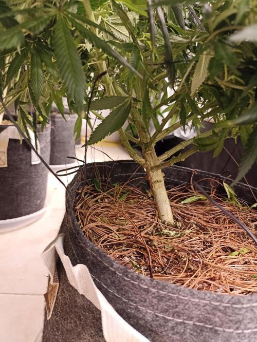 Cookies Gelato Feminized 🍪 🍦. Week 16