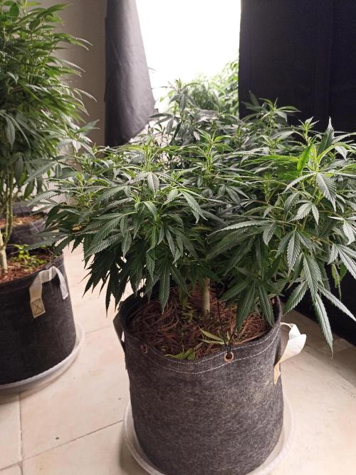 Cookies Gelato Feminized 🍪 🍦. Week 16