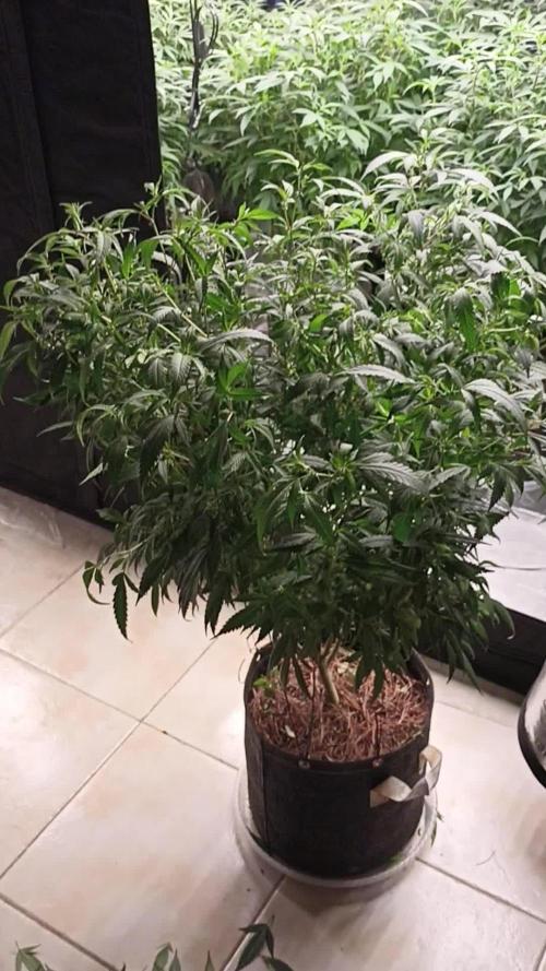 Special Kush #1