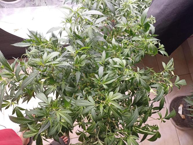Special Kush #1. Week 17