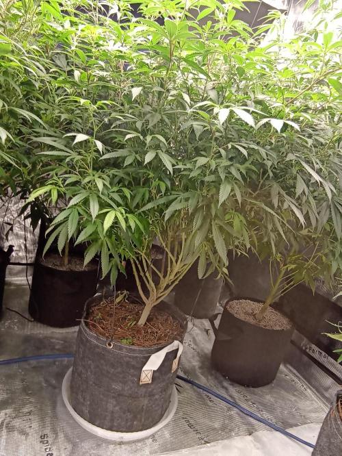 Special Kush #1. Week 17