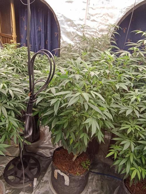 Special Kush #1. Week 17